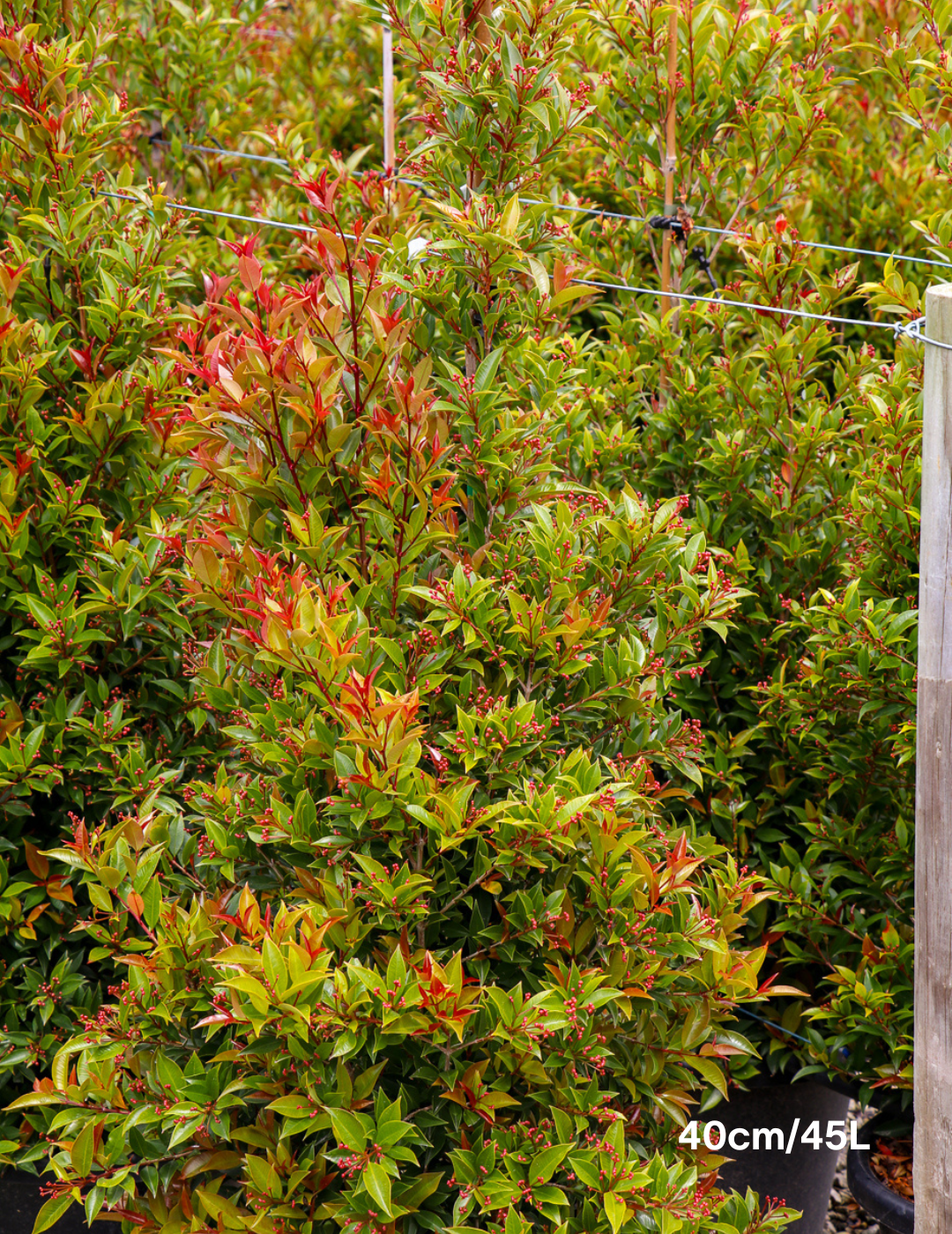 Syzygium australe 'Winter Lights' - Lilly Pilly - Evergreen Trees Direct