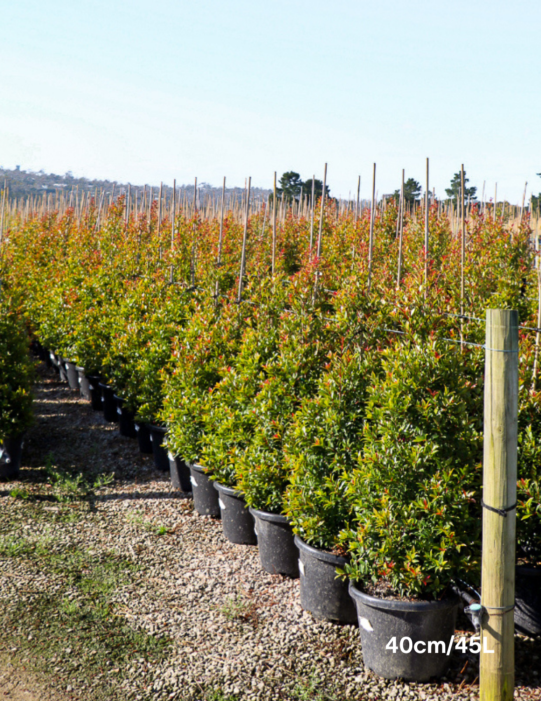 Syzygium australe 'Winter Lights' - Lilly Pilly - Evergreen Trees Direct