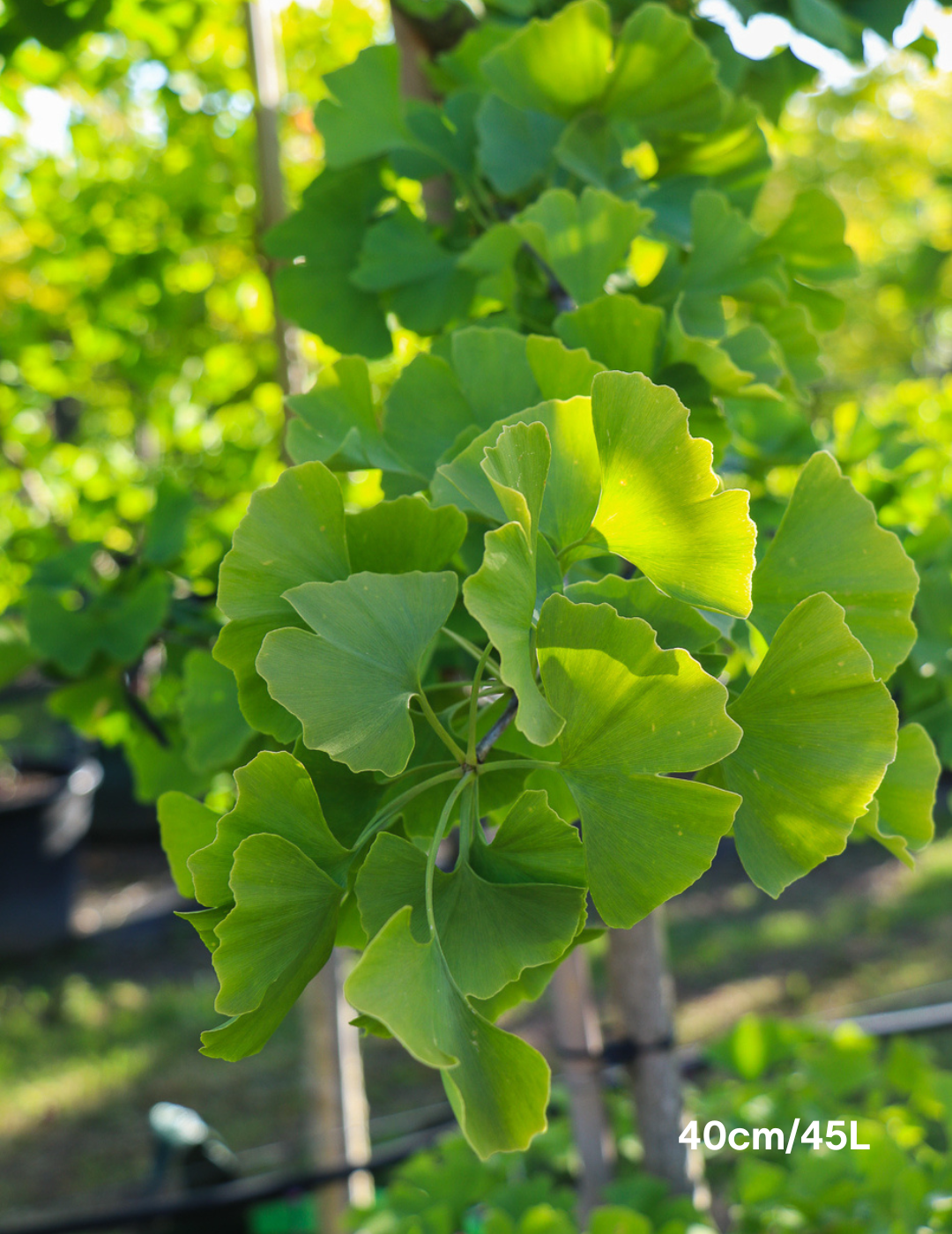 Syzygium australe 'Winter Lights' - Lilly Pilly - Evergreen Trees Direct