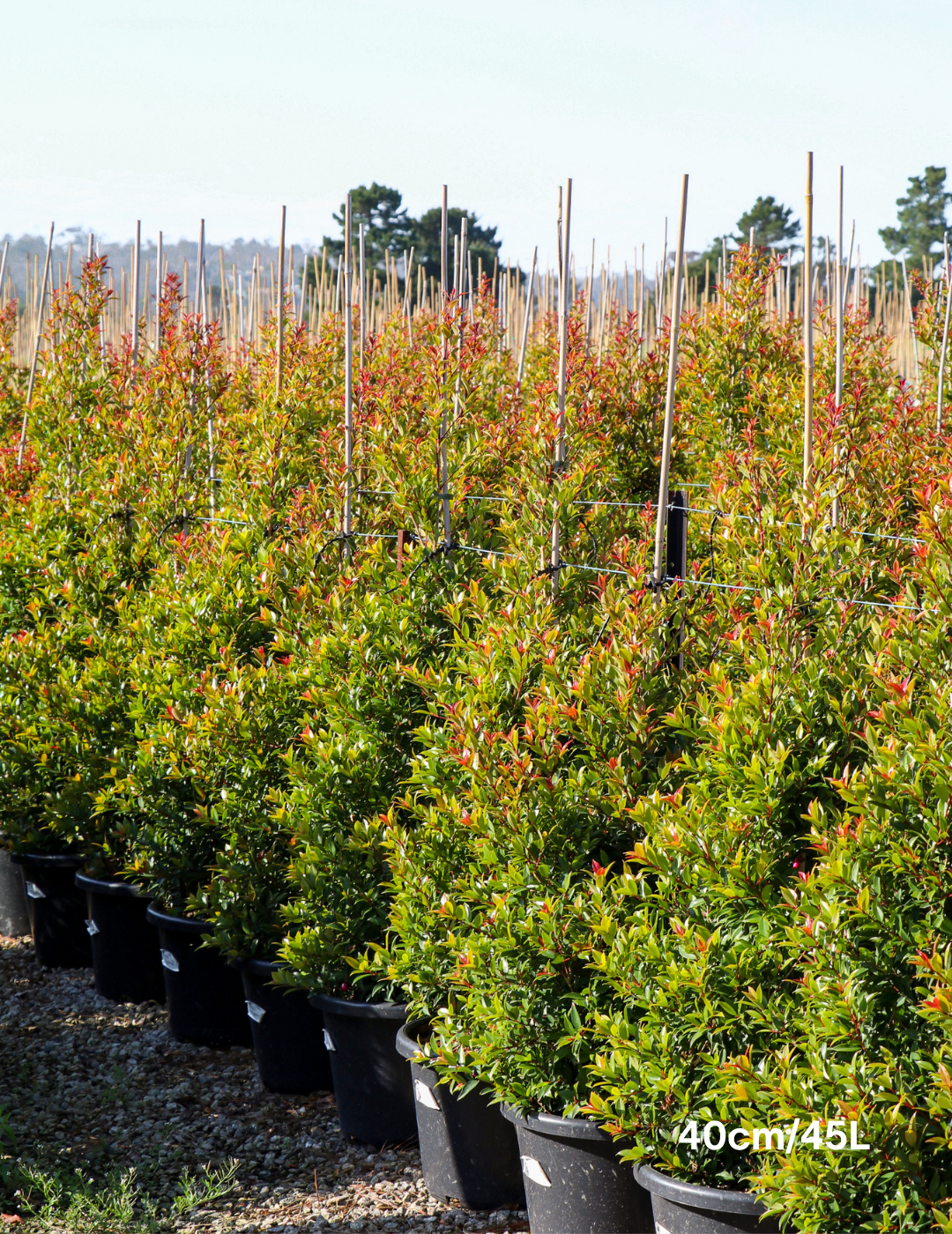 Syzygium australe 'Winter Lights' - Lilly Pilly - Evergreen Trees Direct