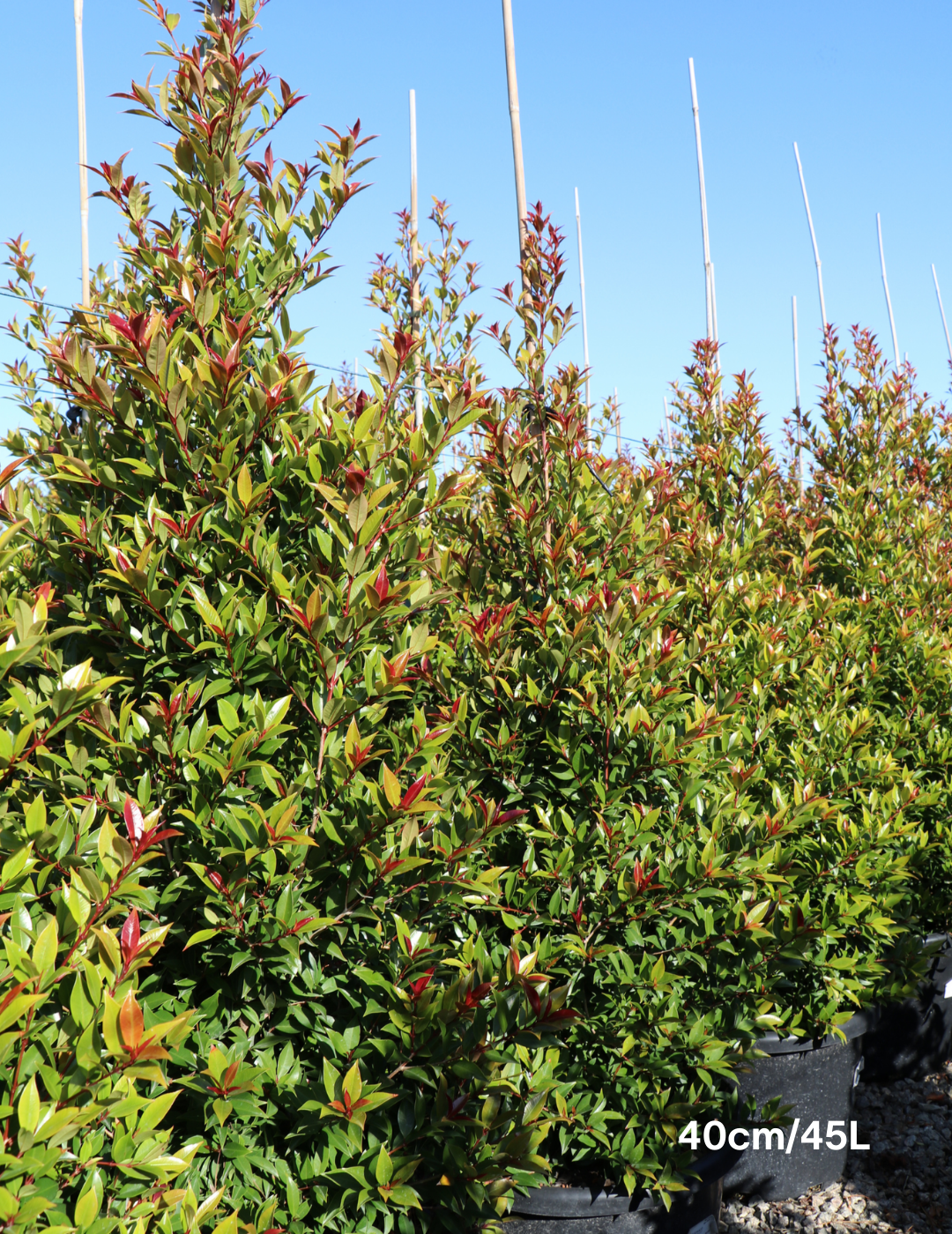 Syzygium australe 'Winter Lights' - Lilly Pilly - Evergreen Trees Direct