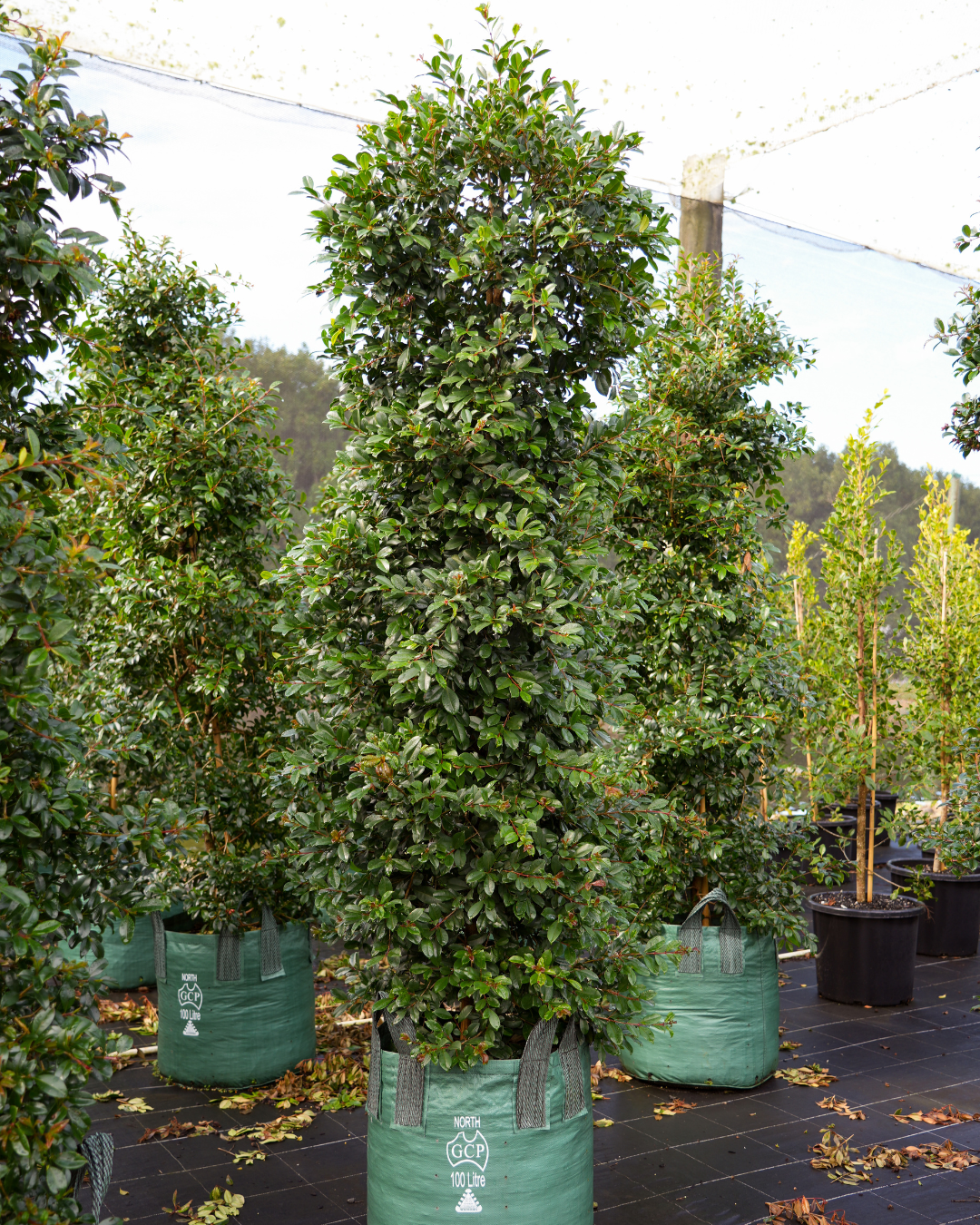 Syzygium australe ‘Select’ – Select Lilly Pilly