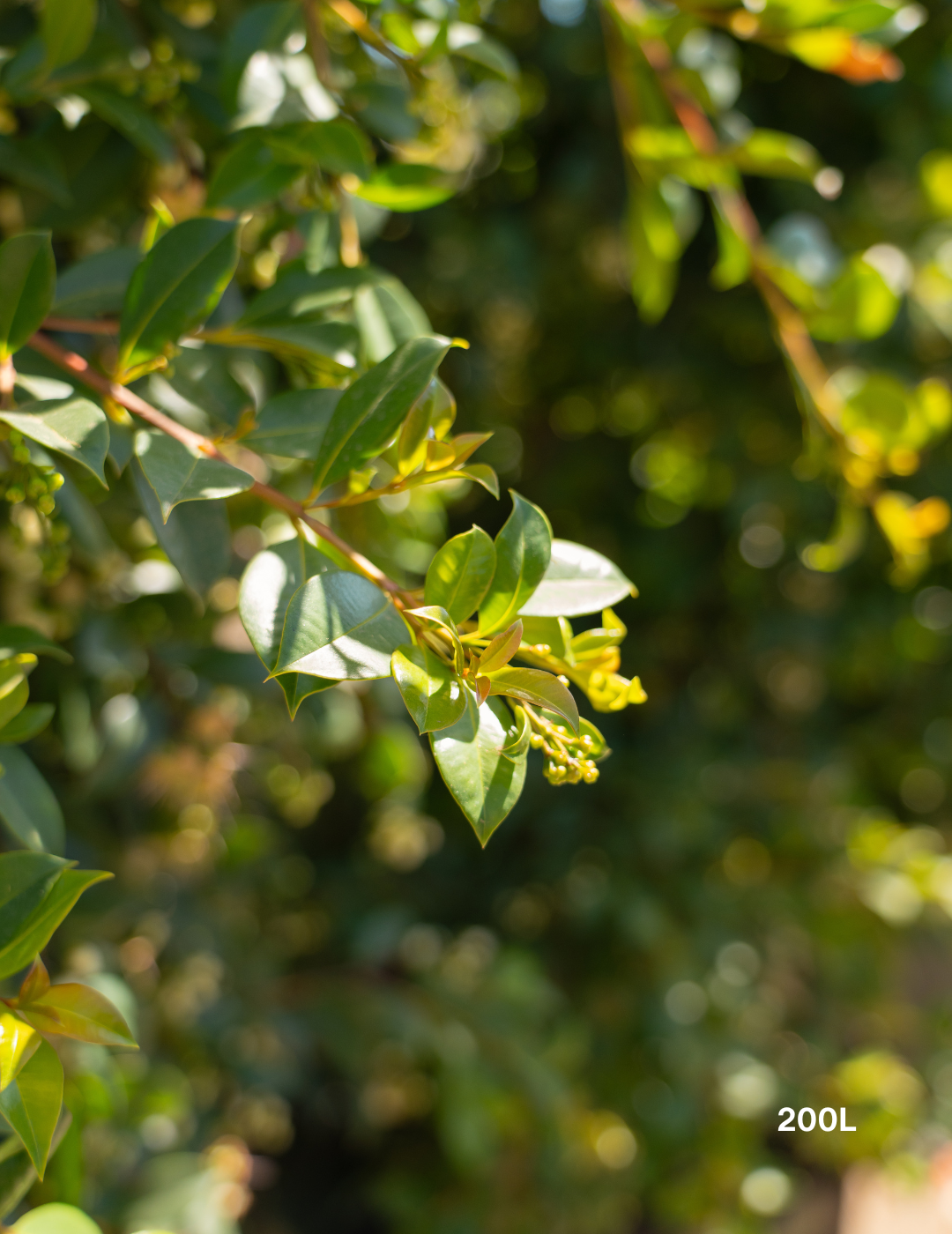 Syzygium paniculatum 'Backyard Bliss' - Lilly Pilly - Evergreen Trees Direct