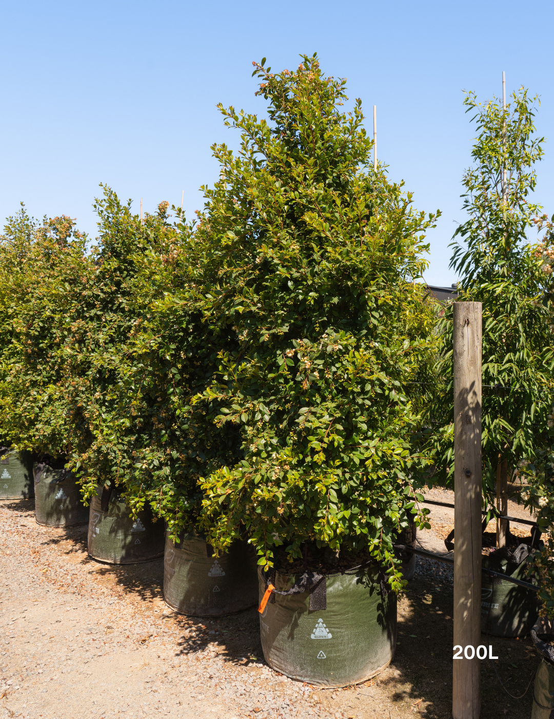 Syzygium paniculatum 'Backyard Bliss' - Lilly Pilly - Evergreen Trees Direct
