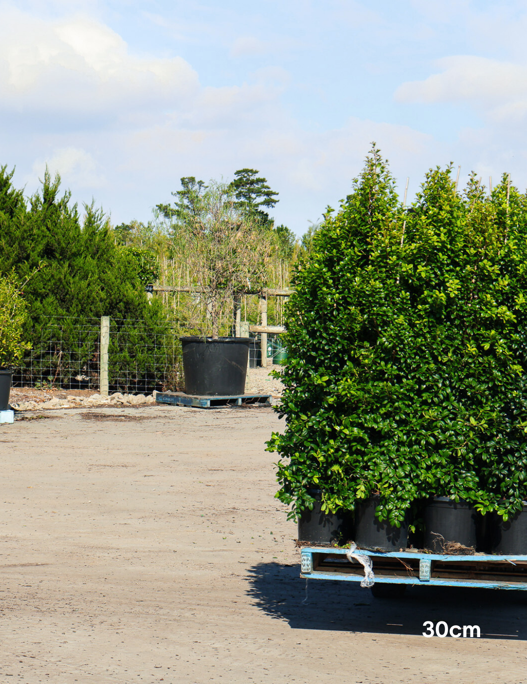 Syzygium australe 'Pinnacle' - Evergreen Trees Direct