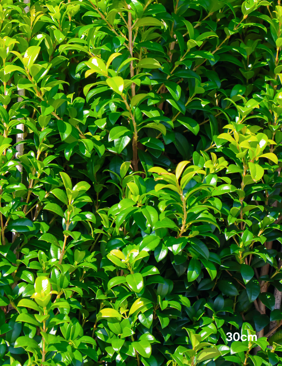 Syzygium australe 'Pinnacle' - Evergreen Trees Direct