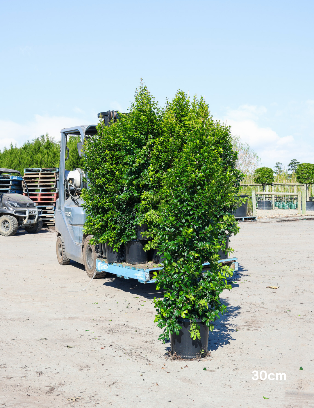 Syzygium australe 'Pinnacle' - Evergreen Trees Direct