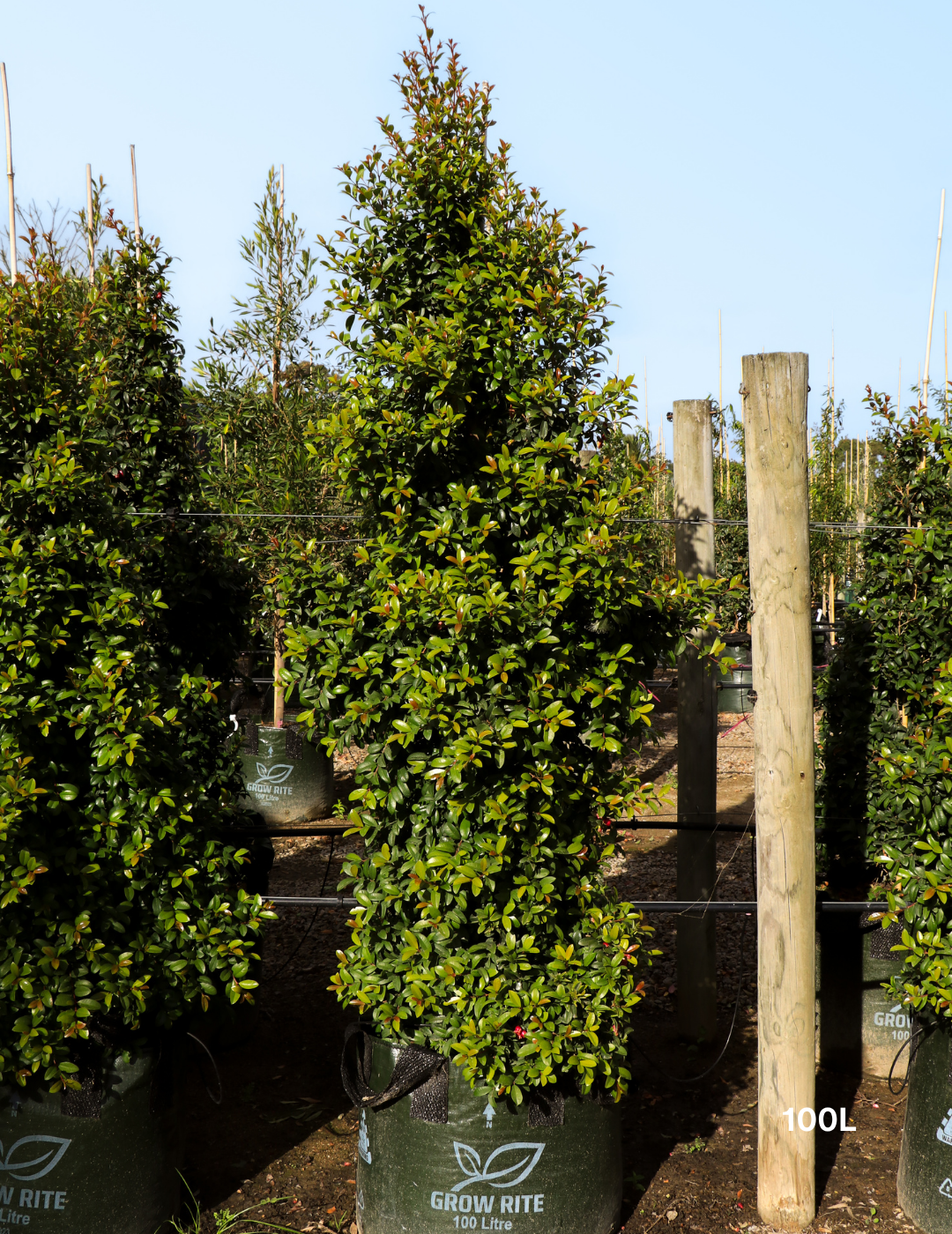 Syzygium australe 'Straight & Narrow' - Lilly Pilly
