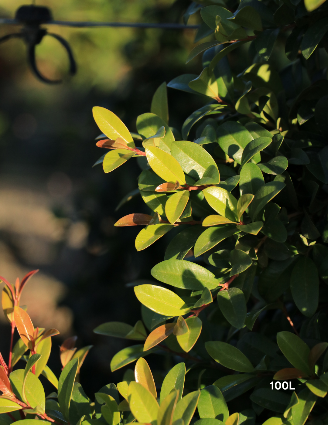 Syzygium australe 'Straight & Narrow' - Lilly Pilly