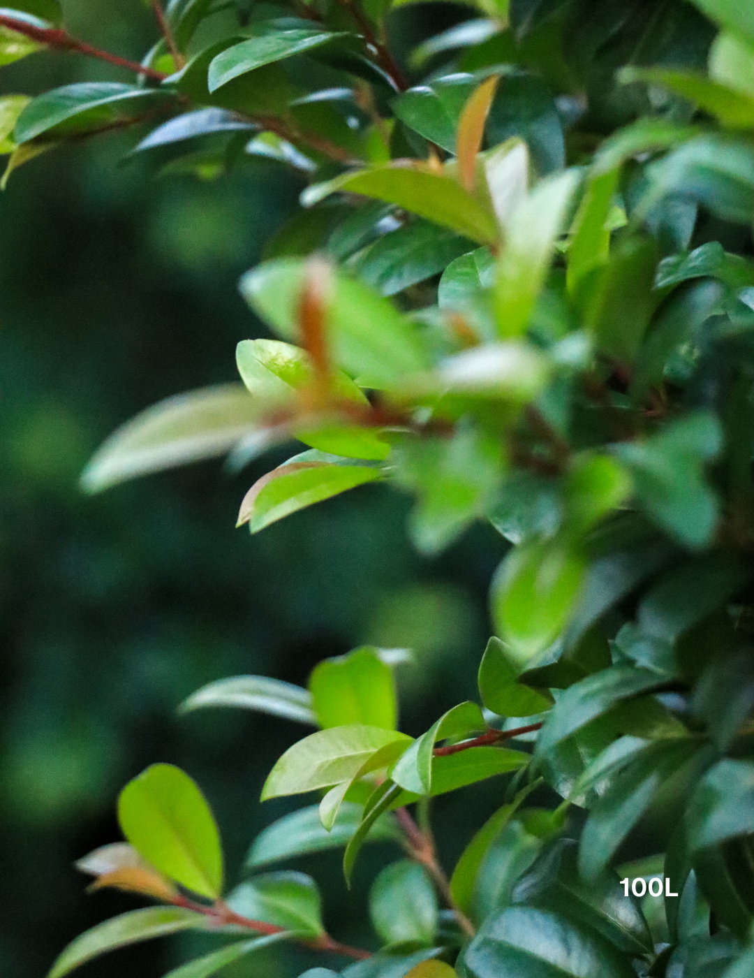 Syzygium australe 'Straight & Narrow' - Lilly Pilly