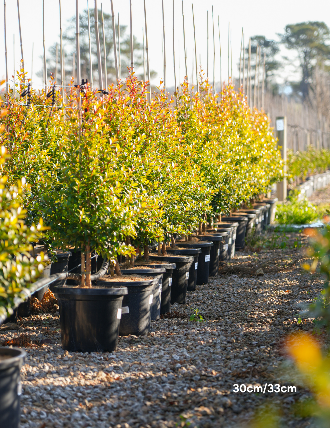 Syzygium australe 'Straight & Narrow' - Lilly Pilly