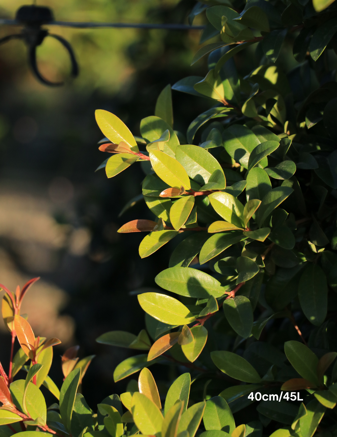 Syzygium australe 'Straight & Narrow' - Lilly Pilly