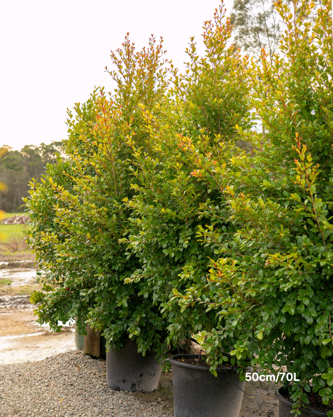 Syzygium paniculatum 'Backyard Bliss' Lilly Pilly