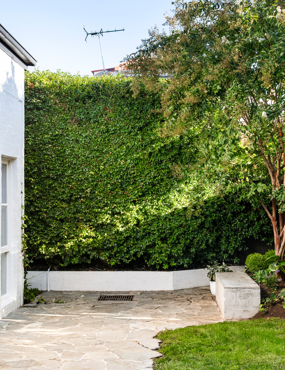 Syzygium australe 'Resilience' - Lilly Pilly - Evergreen Trees Direct