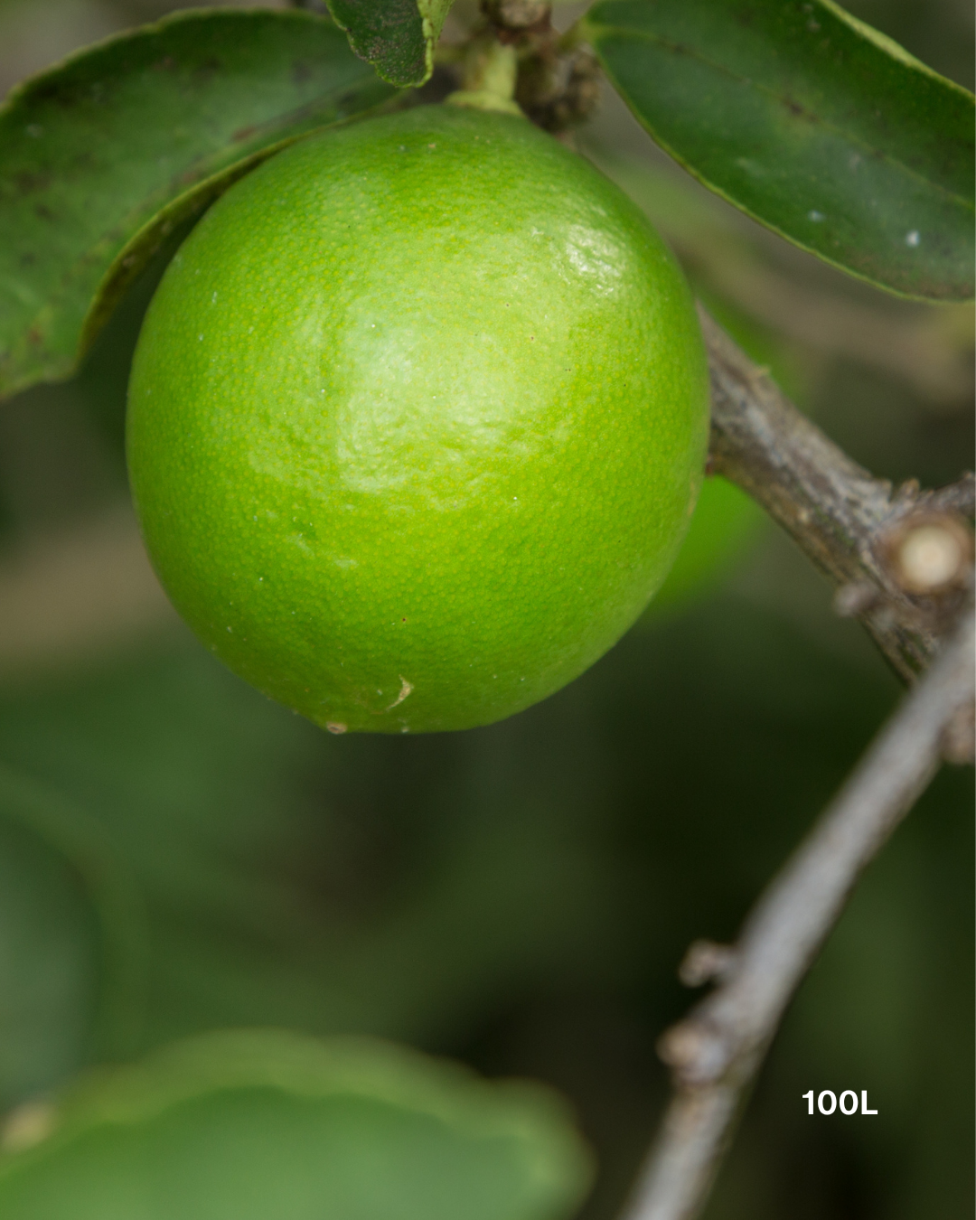 Citrus latifolia ‘Tahitian’ – Tahitian Lime Tree