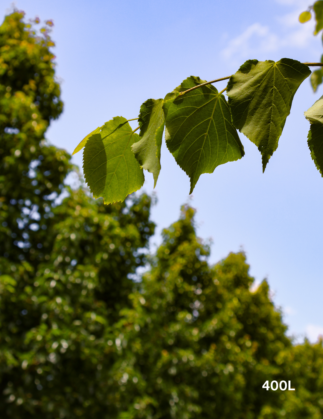Tilia cordata 'Greenspire’ - Evergreen Trees Direct