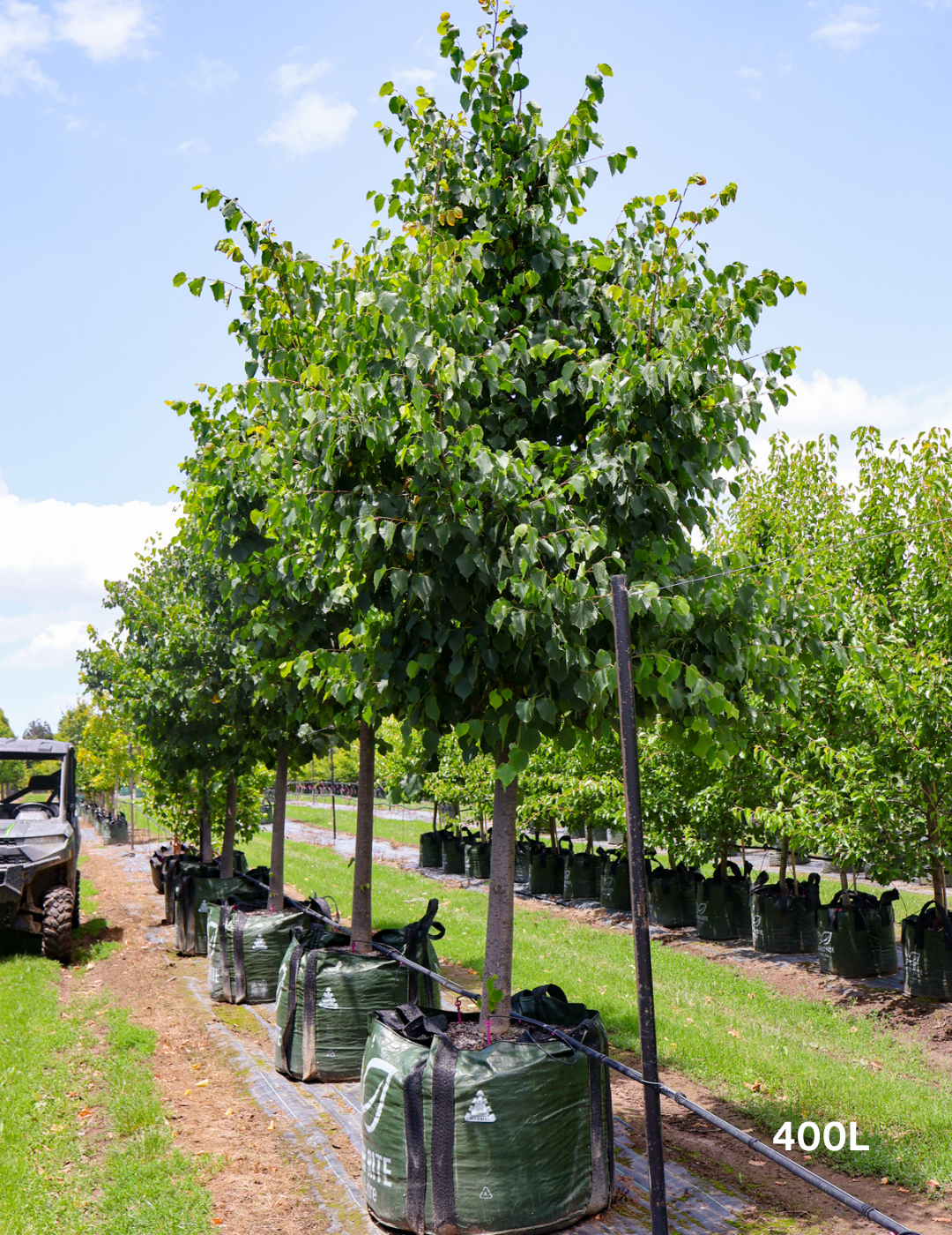 Tilia cordata 'Greenspire’ - Evergreen Trees Direct
