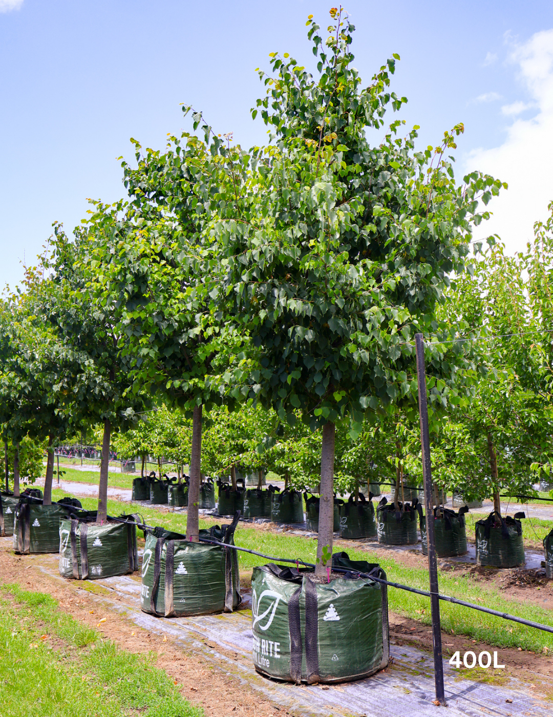 Tilia cordata 'Greenspire’ - Evergreen Trees Direct