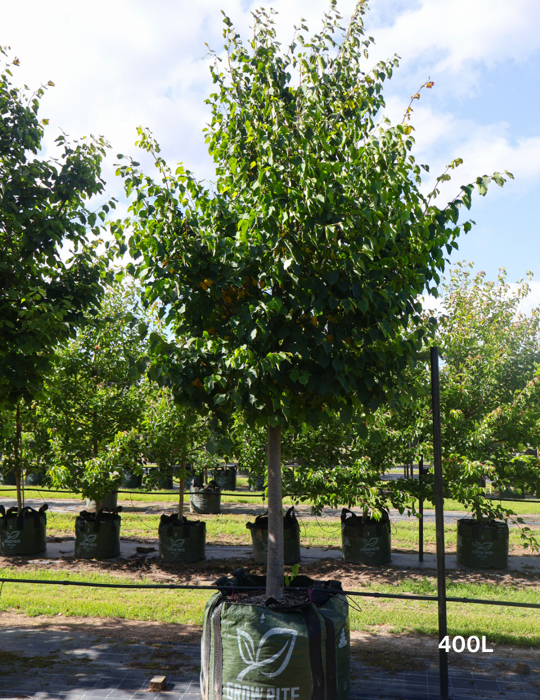 Tilia cordata 'Greenspire’ - Evergreen Trees Direct