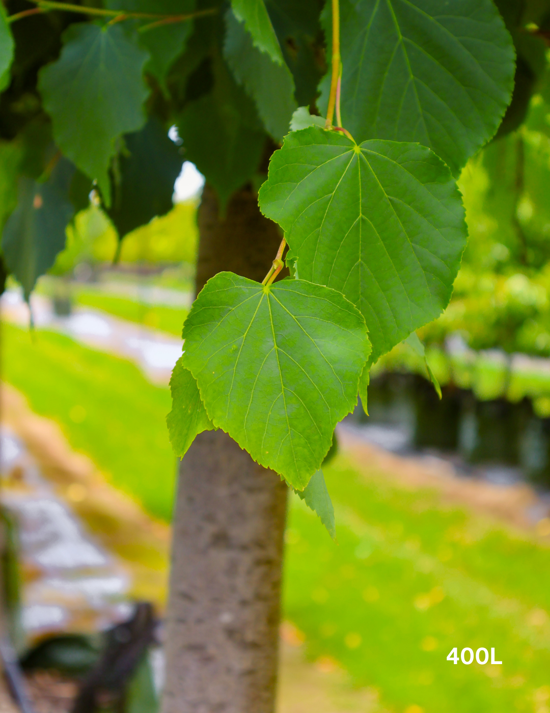 Tilia cordata 'Greenspire’ - Evergreen Trees Direct