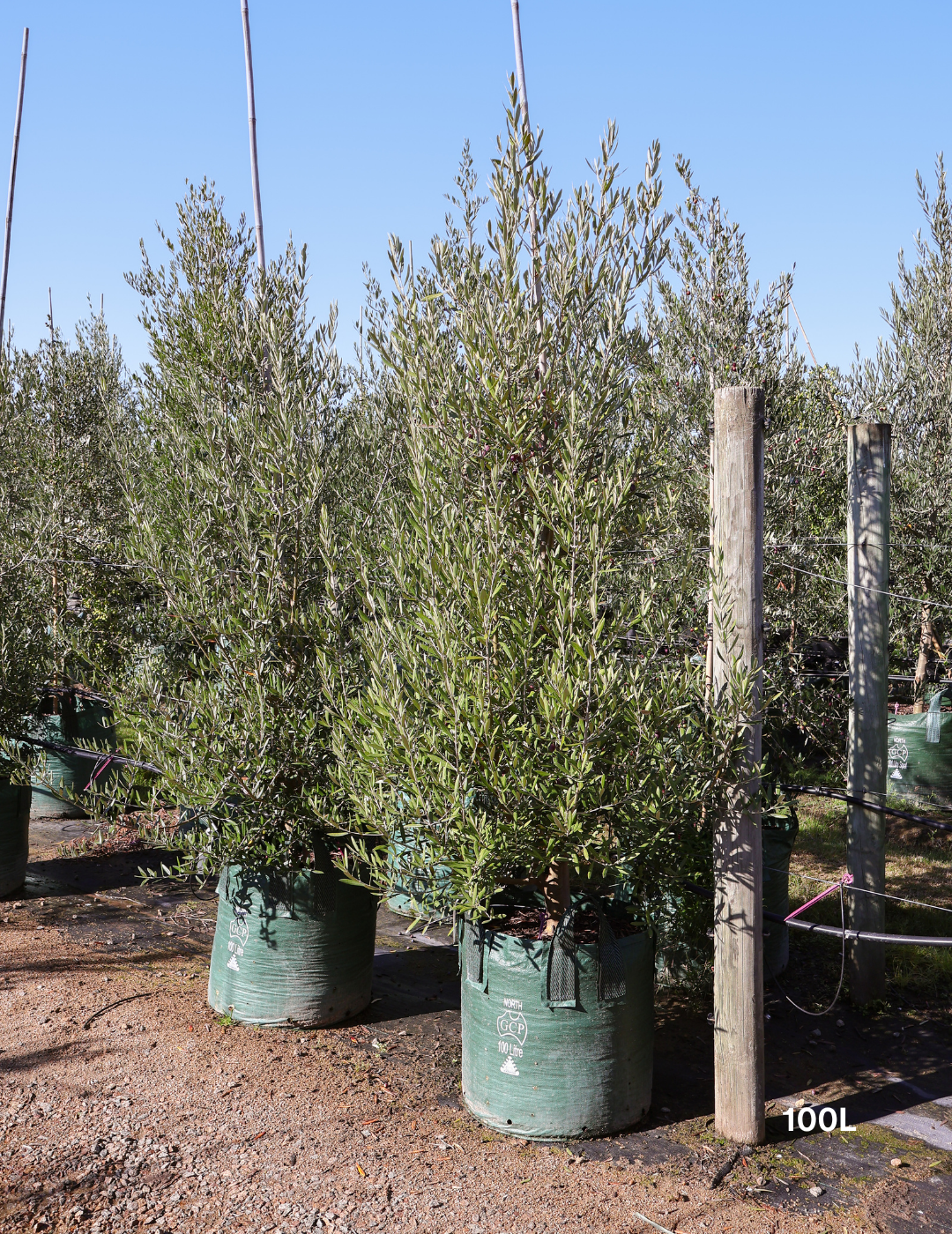 Olea europaea 'Tolley's Upright' - Low Fruiting Olive - Evergreen Trees Direct