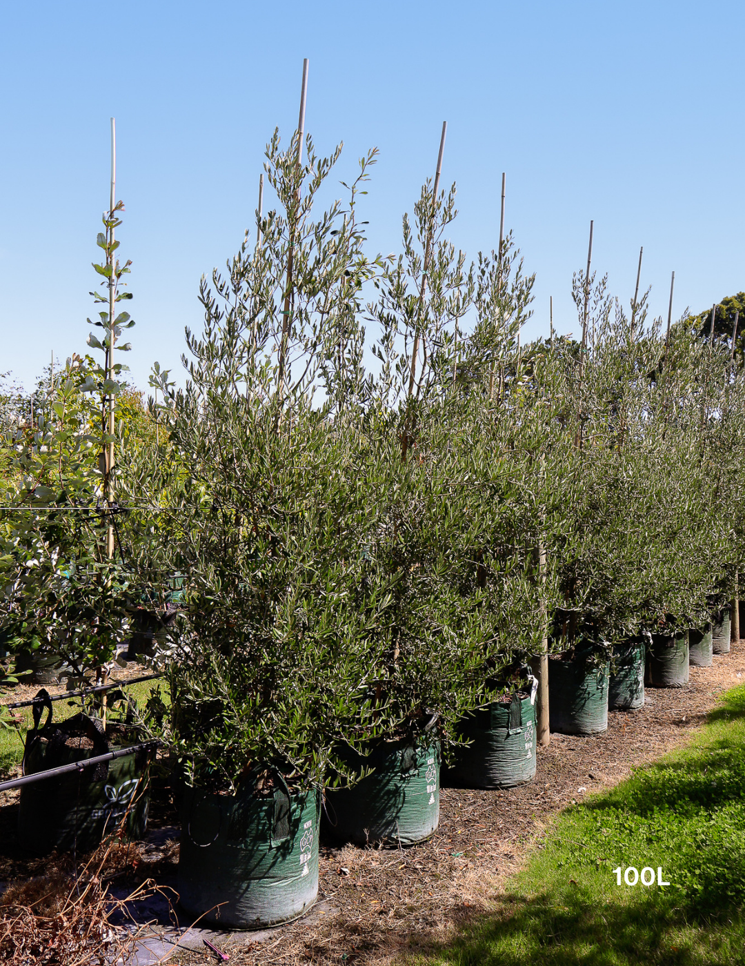 Olea europaea 'Tolley's Upright' - Low Fruiting Olive - Evergreen Trees Direct