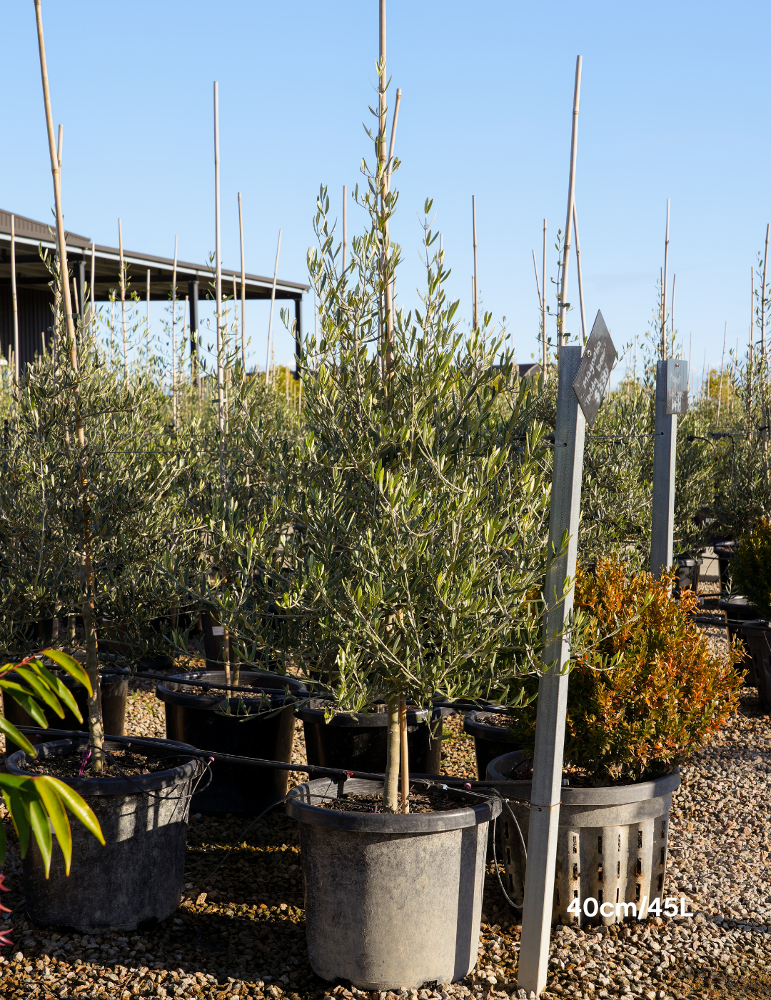 Olea europaea 'Tolley's Upright' - Low Fruiting Olive