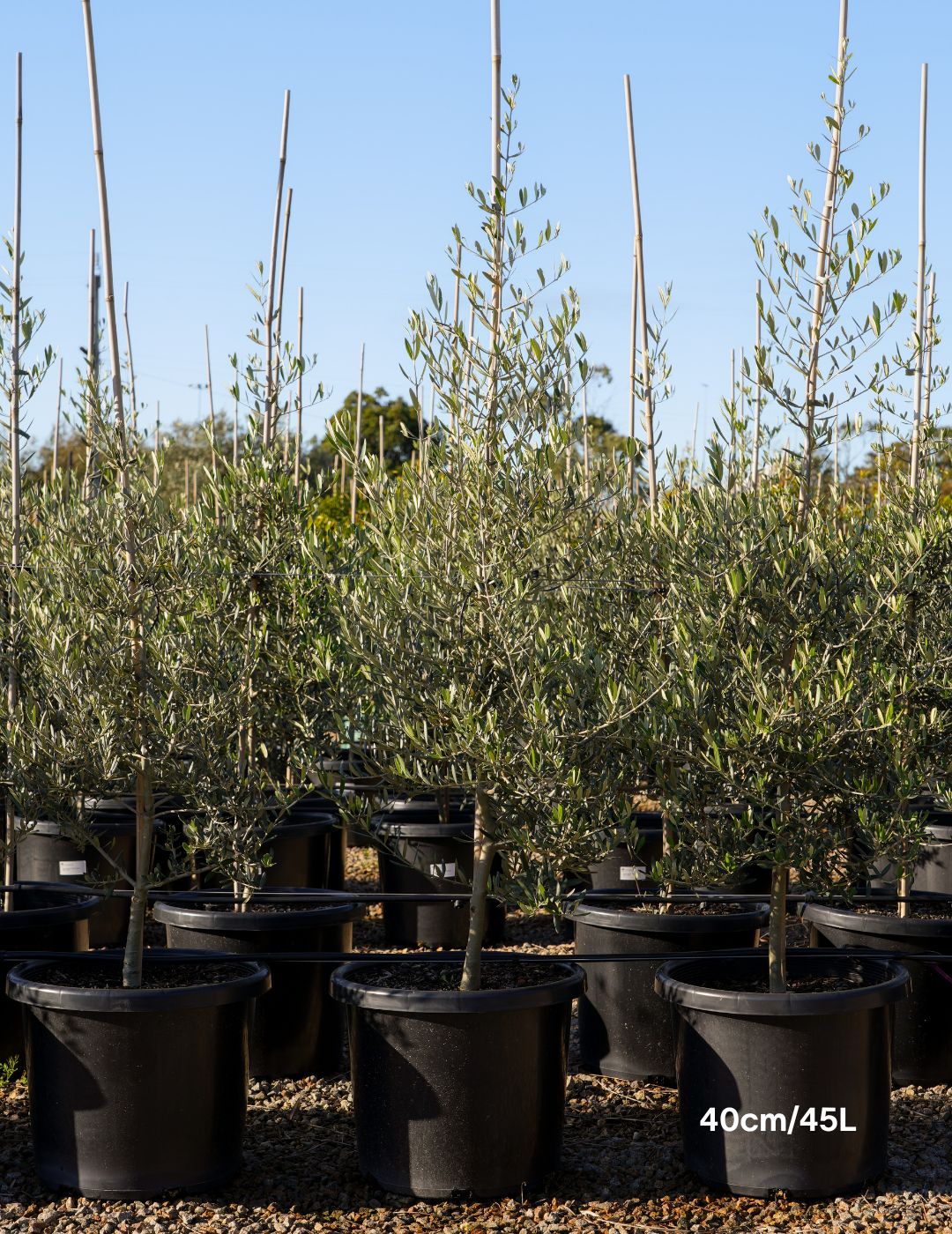 Olea europaea 'Tolley's Upright' - Low Fruiting Olive