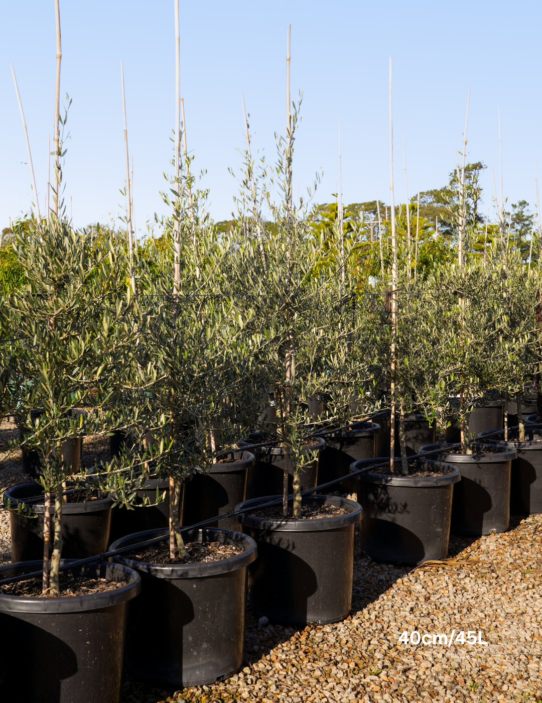 Olea europaea 'Tolley's Upright' - Low Fruiting Olive