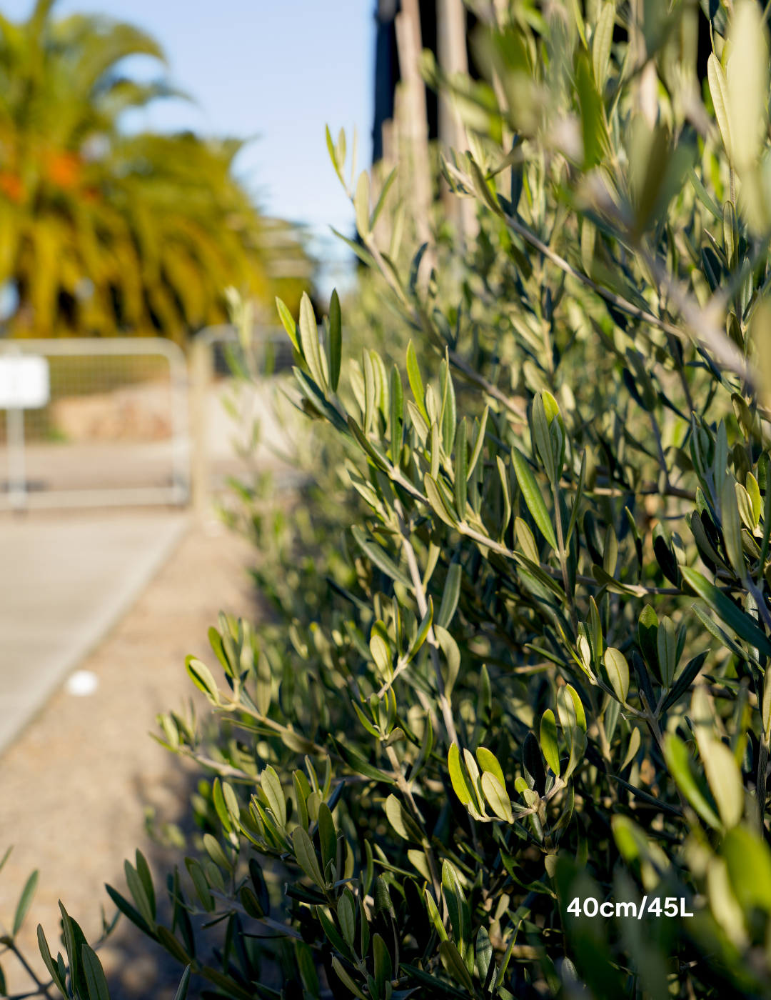 Olea europaea 'Tolley's Upright' - Low Fruiting Olive