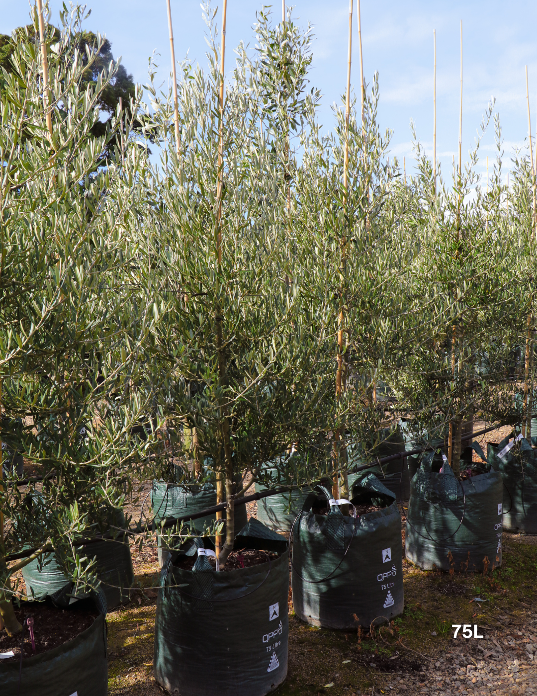 Olea europaea 'Tolley's Upright' - Low Fruiting Olive