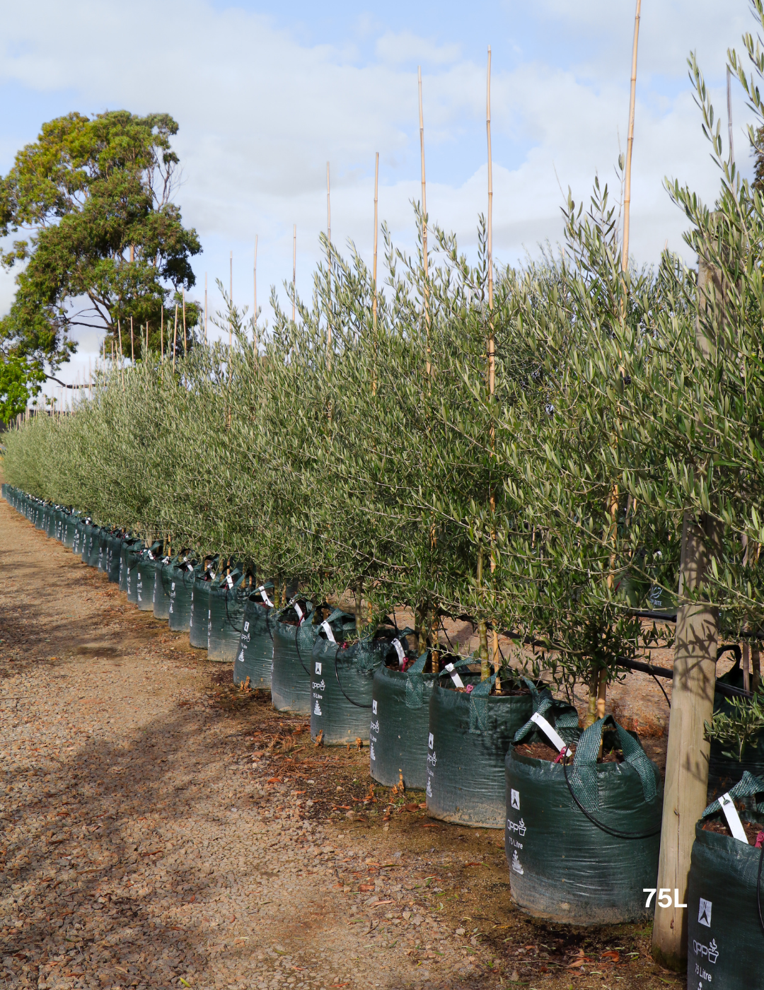 Olea europaea 'Tolley's Upright' - Low Fruiting Olive - Evergreen Trees Direct