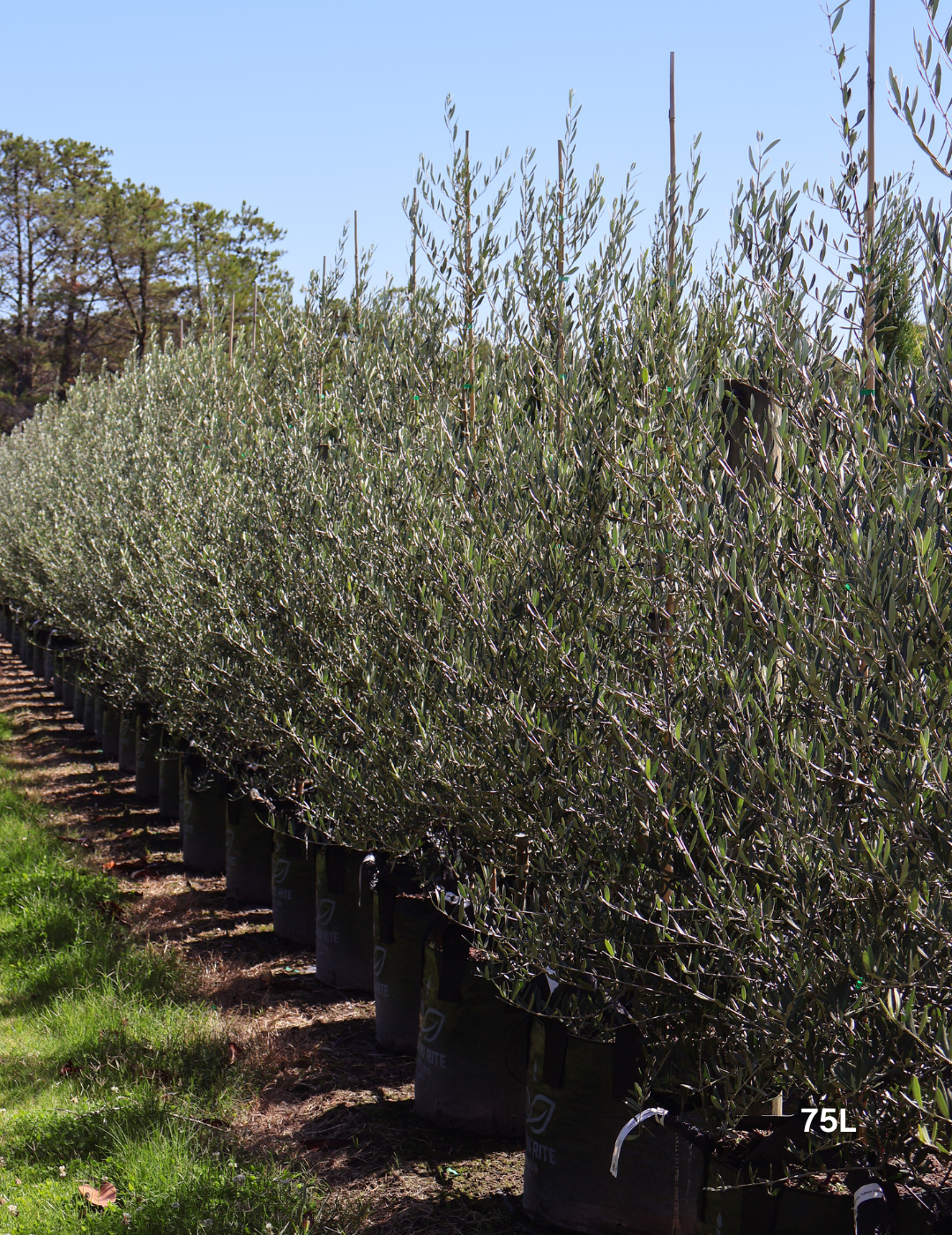 Olea europaea 'Tolley's Upright' - Low Fruiting Olive - Evergreen Trees Direct
