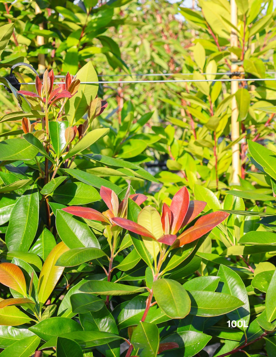 Tristaniopsis laurina 'Luscious' - Watergum - Evergreen Trees Direct