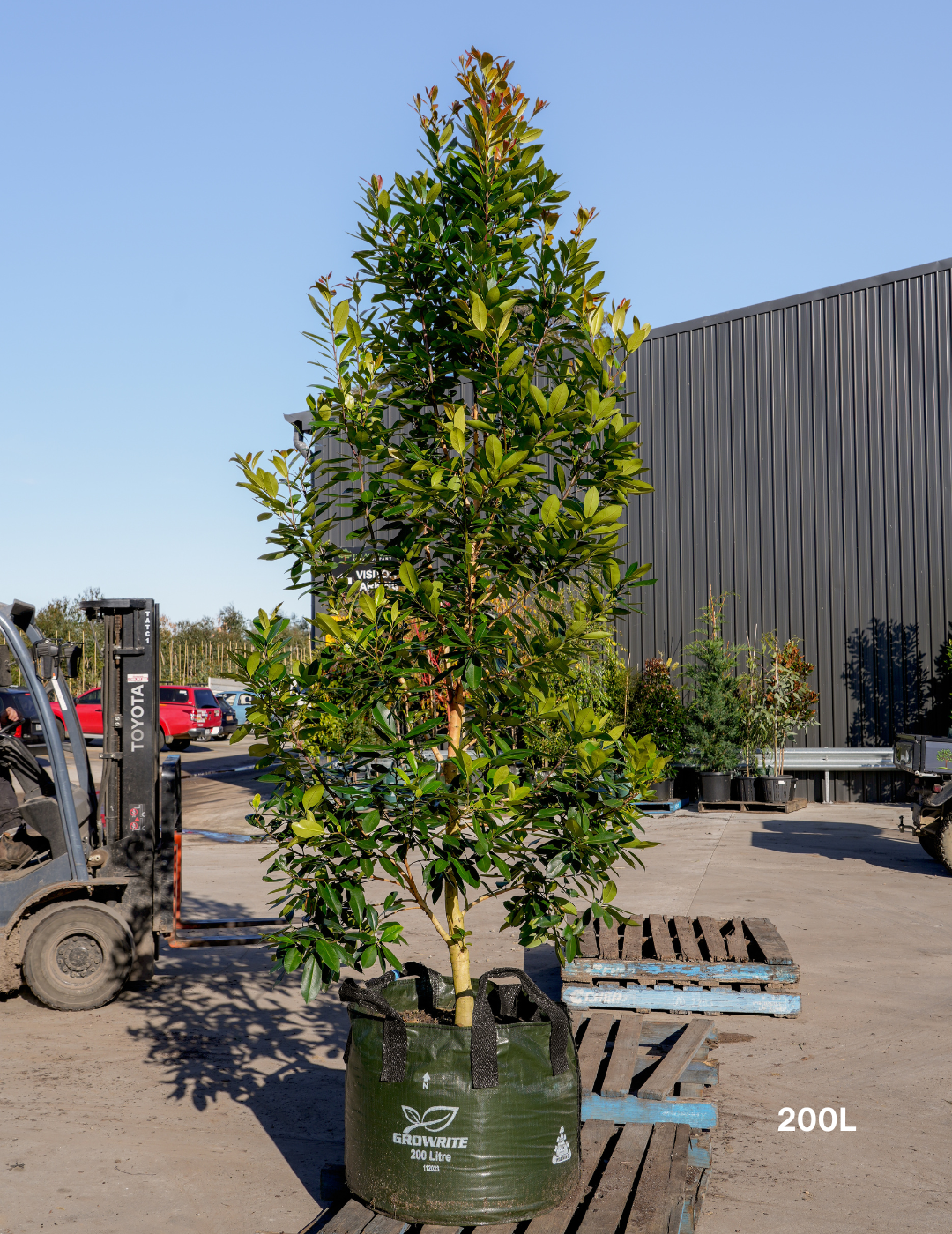 Tristaniopsis laurina 'Luscious' - Watergum - Evergreen Trees Direct