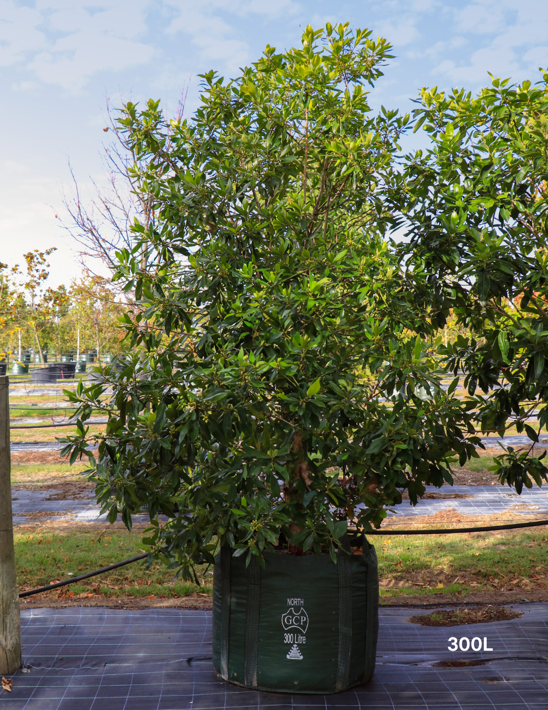 Tristaniopsis laurina 'Luscious' - Watergum - Evergreen Trees Direct