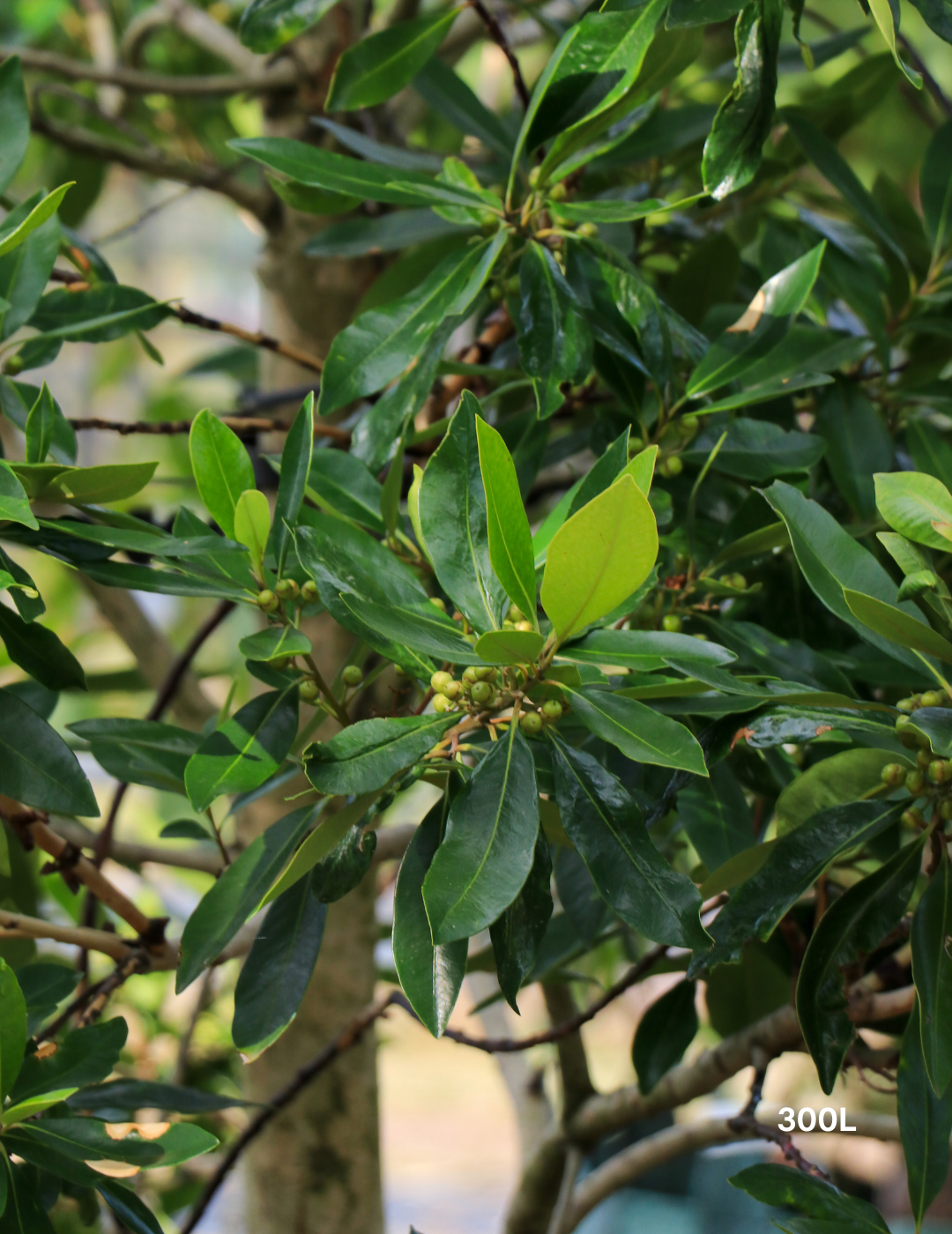 Tristaniopsis laurina 'Luscious' - Watergum - Evergreen Trees Direct