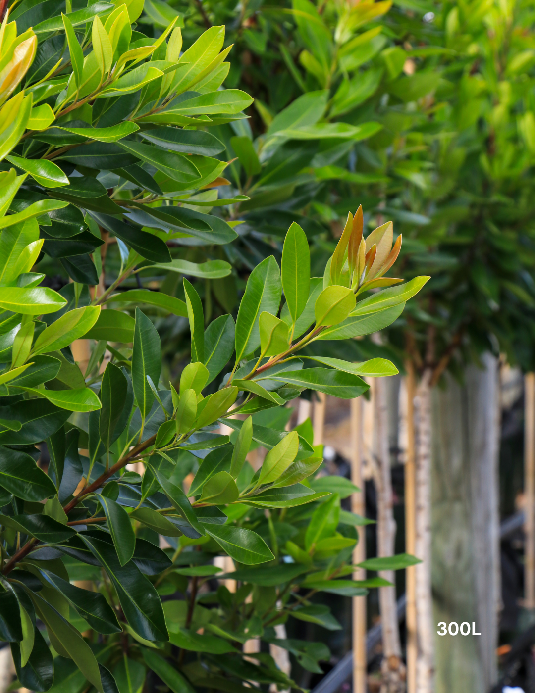 Tristaniopsis laurina 'Luscious' - Watergum - Evergreen Trees Direct
