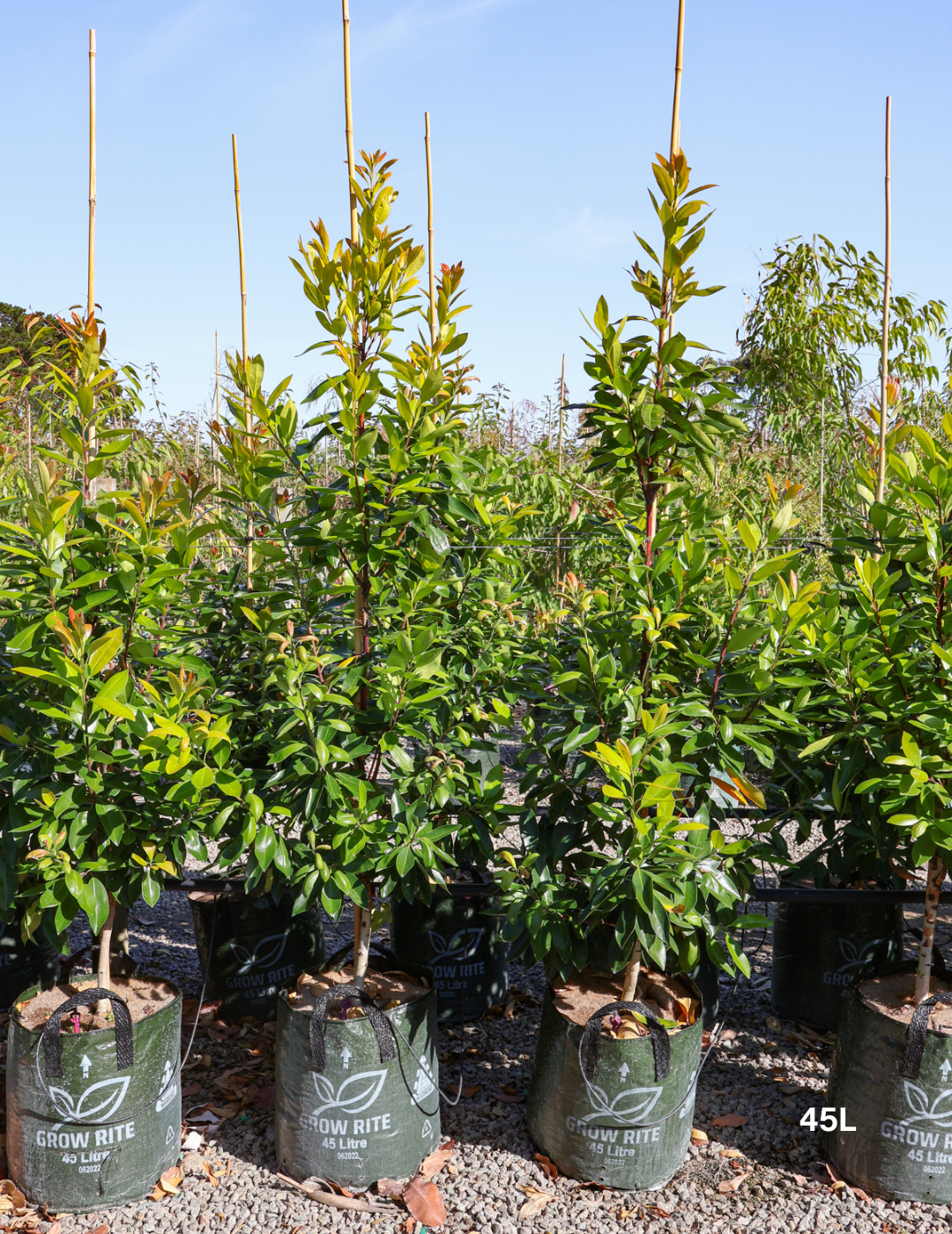 Tristaniopsis laurina 'Luscious' - Watergum - Evergreen Trees Direct