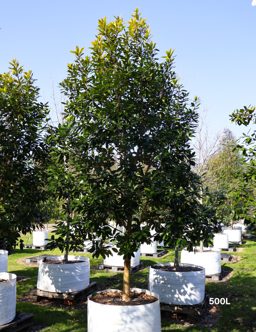 Tristaniopsis laurina 'Luscious' - Watergum - Evergreen Trees Direct