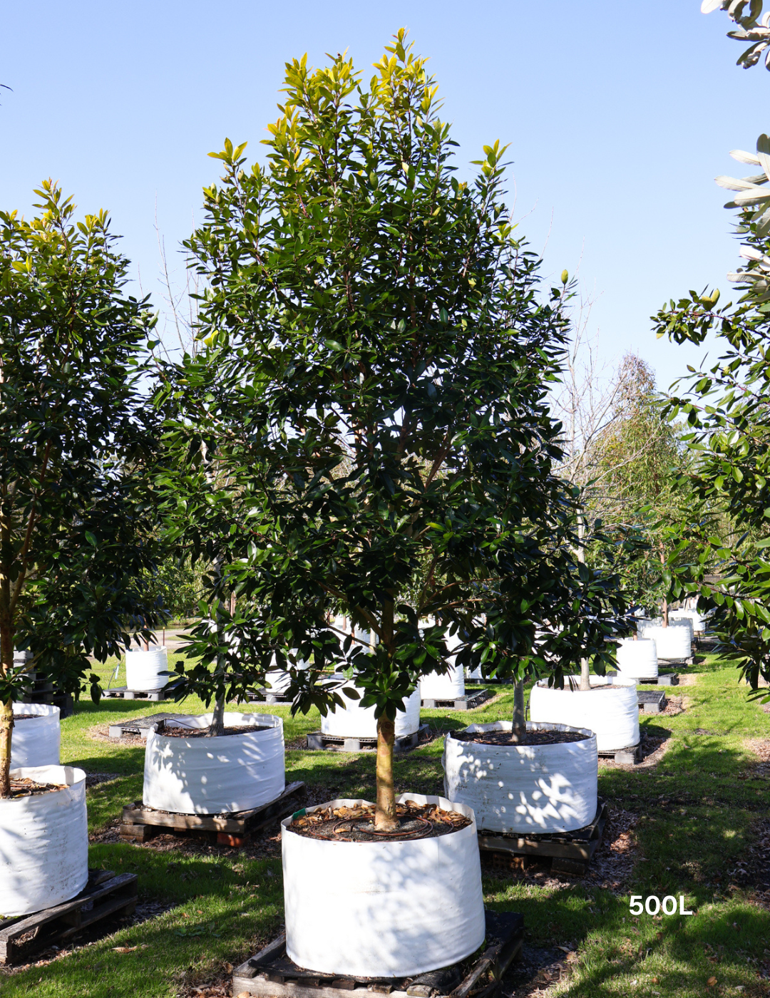 Tristaniopsis laurina 'Luscious' - Watergum - Evergreen Trees Direct