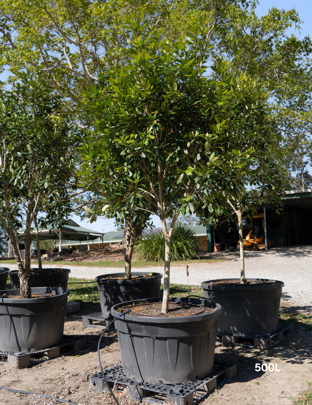 Tristaniopsis laurina 'Luscious' - Watergum - Evergreen Trees Direct