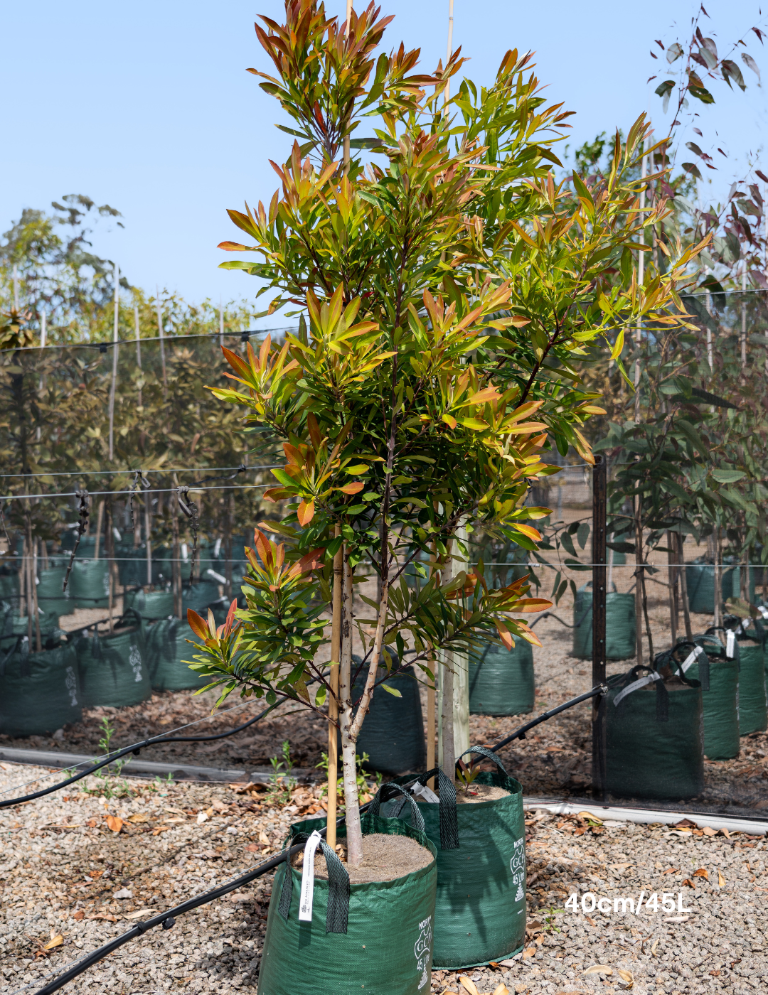 Tristaniopsis laurina 'Luscious' - Watergum