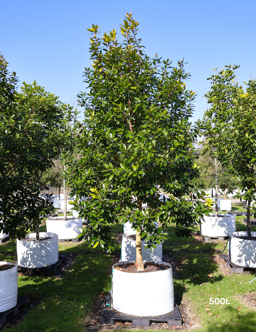 Tristaniopsis laurina 'Luscious' - Watergum - Evergreen Trees Direct