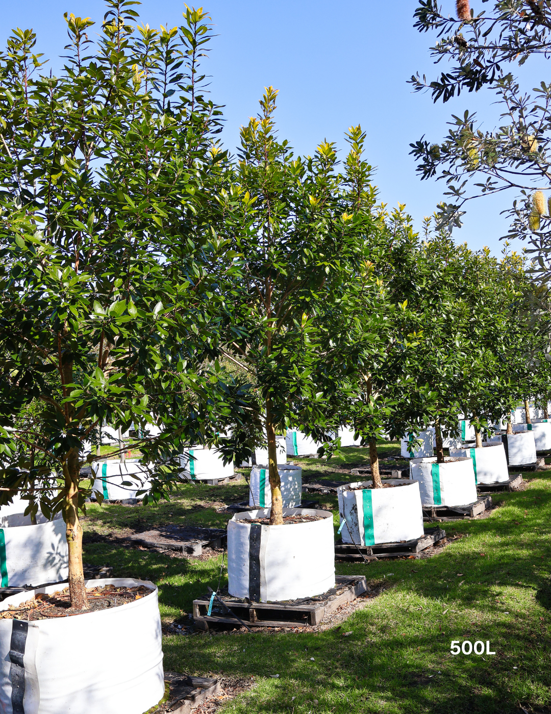 Tristaniopsis laurina 'Luscious' - Watergum - Evergreen Trees Direct