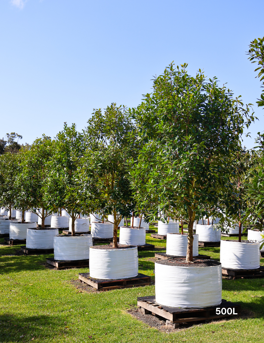 Tristaniopsis laurina 'Luscious' - Watergum - Evergreen Trees Direct
