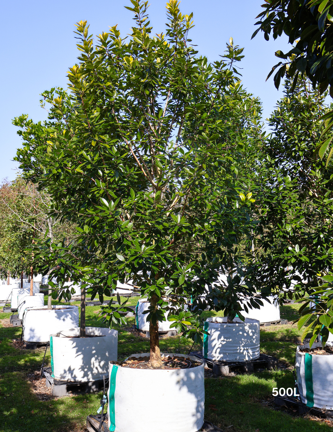 Tristaniopsis laurina 'Luscious' - Watergum - Evergreen Trees Direct