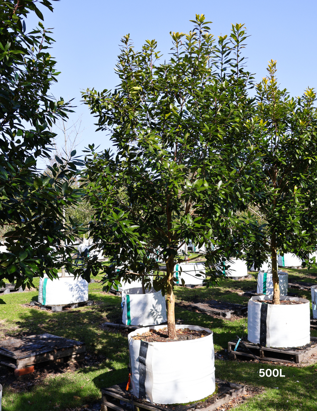 Tristaniopsis laurina 'Luscious' - Watergum - Evergreen Trees Direct