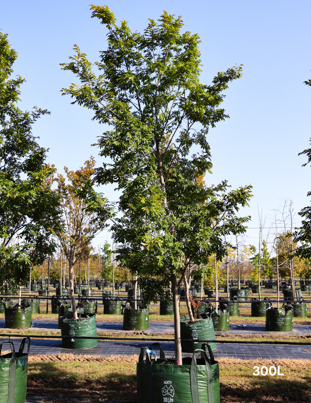 Ulmus parvifolia 'Todd' - Chinese Elm - Evergreen Trees Direct