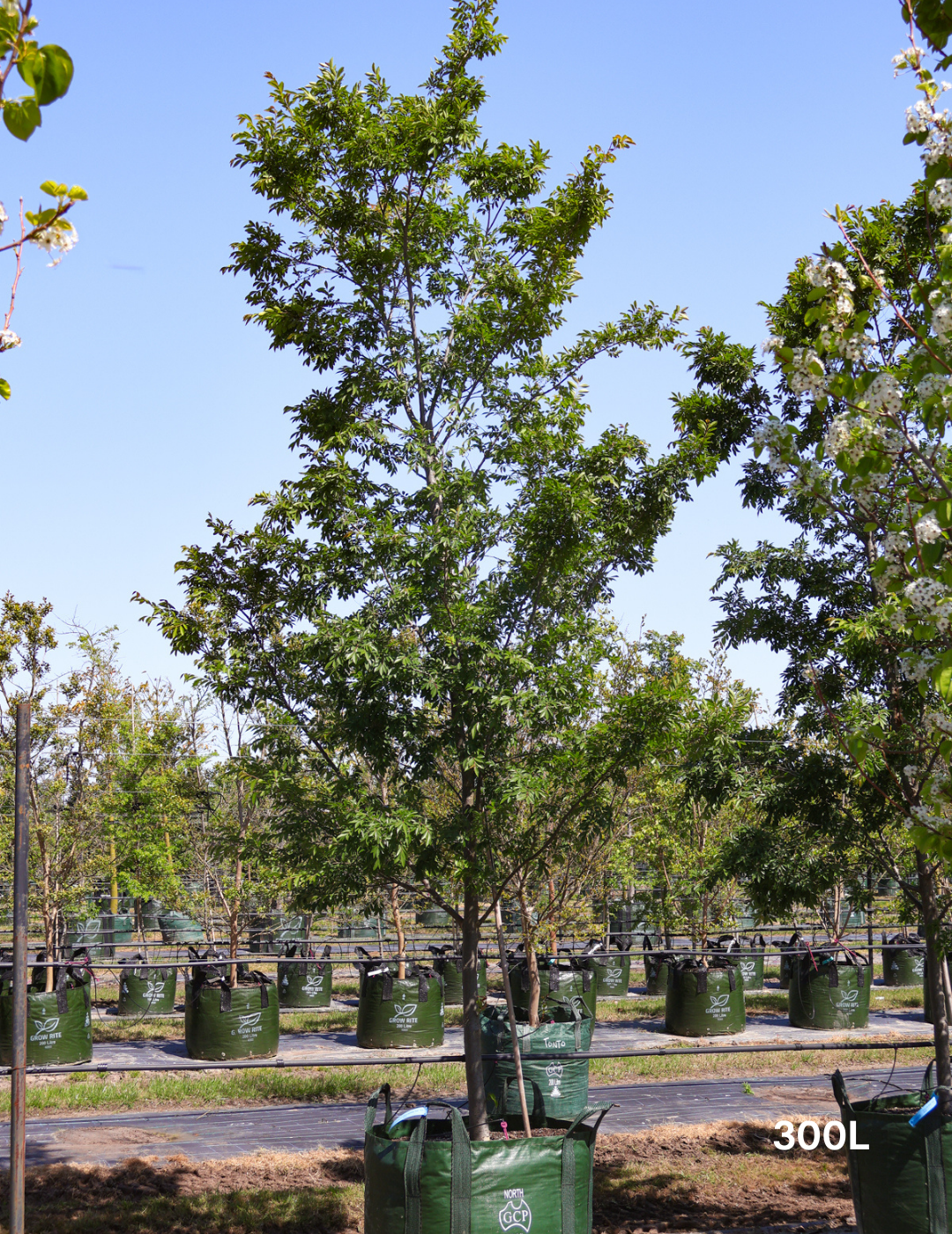 Ulmus parvifolia 'Todd' - Chinese Elm - Evergreen Trees Direct